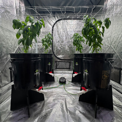 4 Bucket DWC Setup